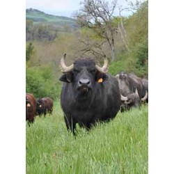 Colis "découverte" de Buffle de 2.5 kg