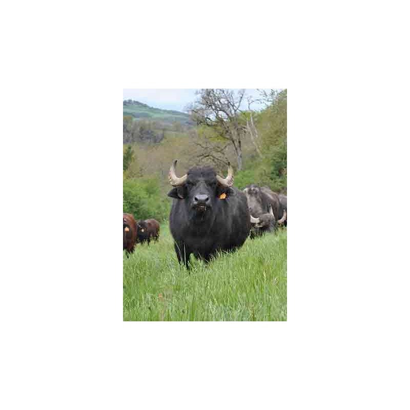Colis "découverte" de Buffle de 2.5 kg