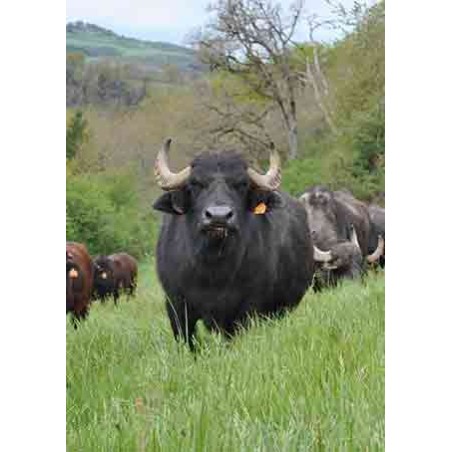 Colis "découverte" de Buffle de 2.5 kg