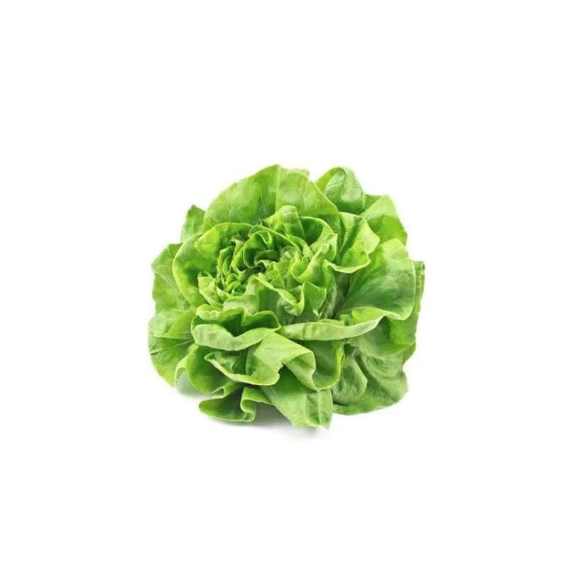 Laitue pommée ou Battavia frisée - Salade
