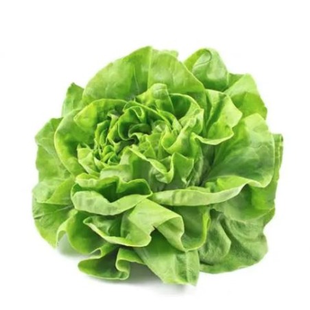 Laitue pommée ou Battavia frisée - Salade