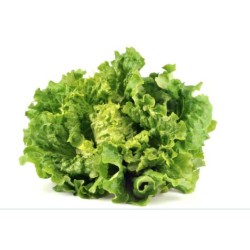 Laitue pommée ou Battavia frisée - Salade
