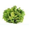 Laitue pommée ou Battavia frisée - Salade