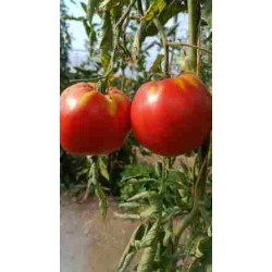 Tomates du jardin BIO