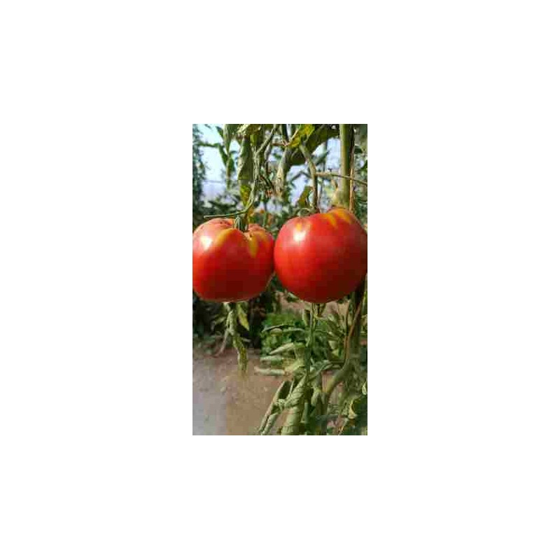 Tomates du jardin BIO