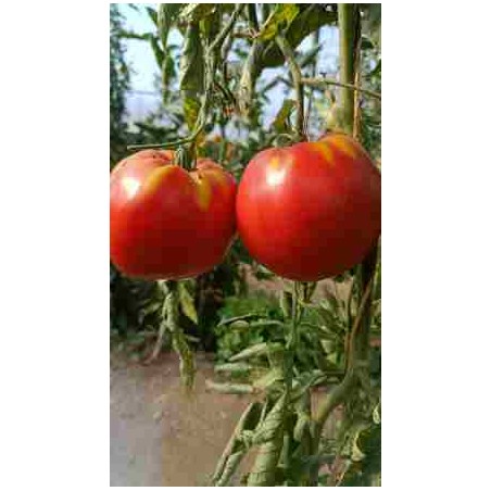 Tomates du jardin BIO