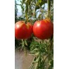 Tomates du jardin BIO